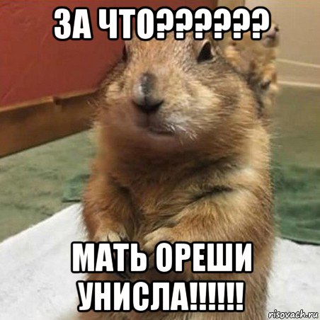 за что?????? мать ореши унисла!!!!!!, Мем Суслик спрашивает