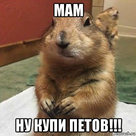 мам ну купи петов!!!, Мем Суслик спрашивает