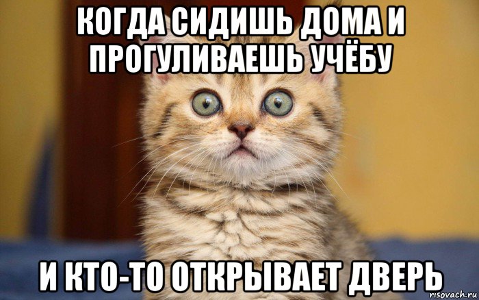 когда сидишь дома и прогуливаешь учёбу и кто-то открывает дверь, Мем  удивление