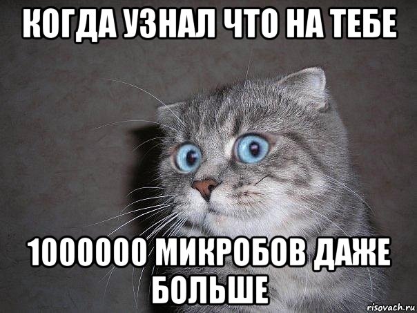 когда узнал что на тебе 1000000 микробов даже больше, Мем  удивлённый кот