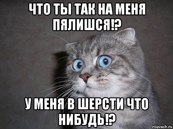 что ты так на меня пялишся!? у меня в шерсти что нибудь!?, Мем  удивлённый кот