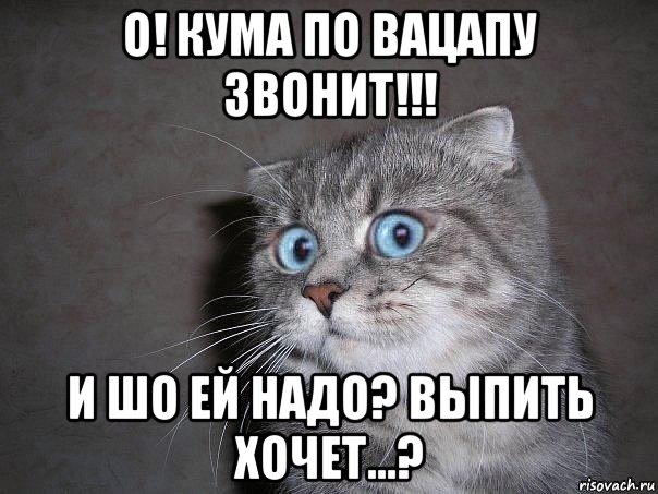 о! кума по вацапу звонит!!! и шо ей надо? выпить хочет...?, Мем  удивлённый кот