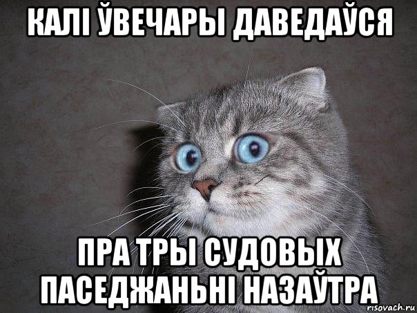 калі ўвечары даведаўся пра тры судовых паседжаньні назаўтра, Мем  удивлённый кот