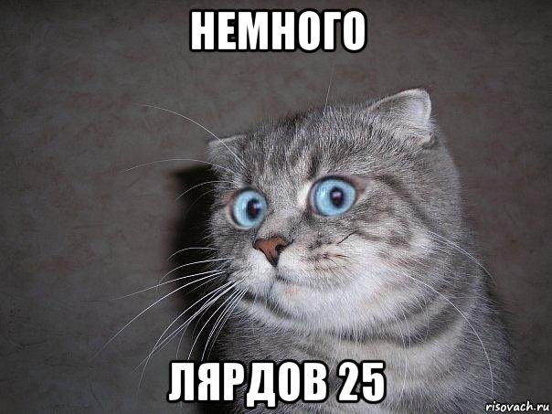 немного лярдов 25, Мем  удивлённый кот