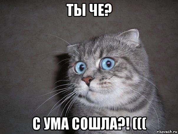 ты че? с ума сошла?! (((, Мем  удивлённый кот