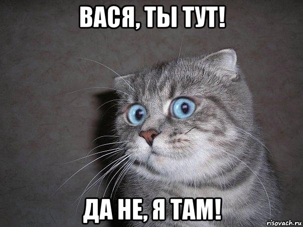 вася, ты тут! да не, я там!, Мем  удивлённый кот