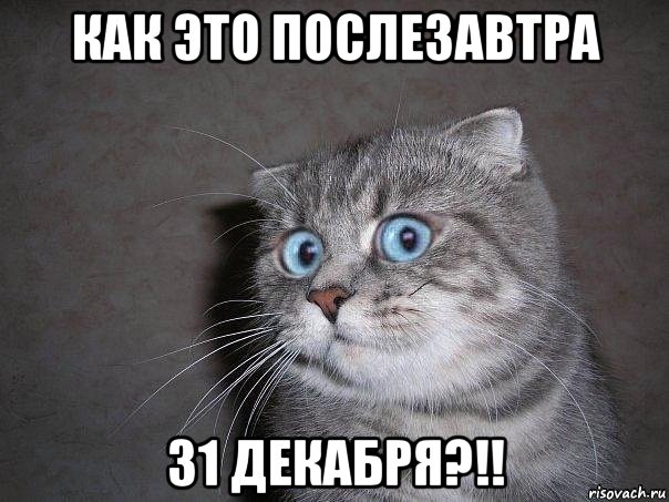 как это послезавтра 31 декабря?!!, Мем  удивлённый кот