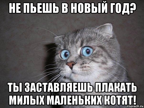 не пьешь в новый год? ты заставляешь плакать милых маленьких котят!, Мем  удивлённый кот