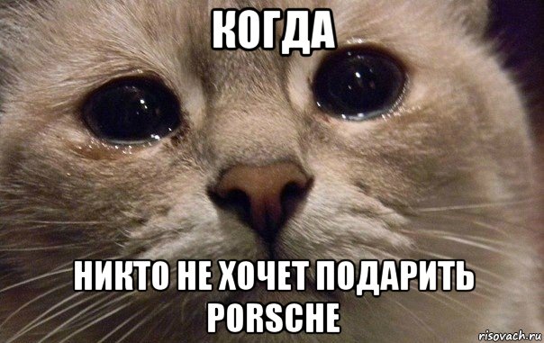 когда никто не хочет подарить porsche, Мем   В мире грустит один котик