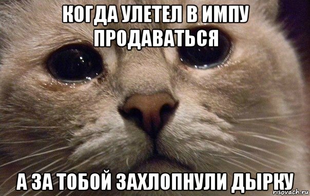 когда улетел в импу продаваться а за тобой захлопнули дырку, Мем   В мире грустит один котик