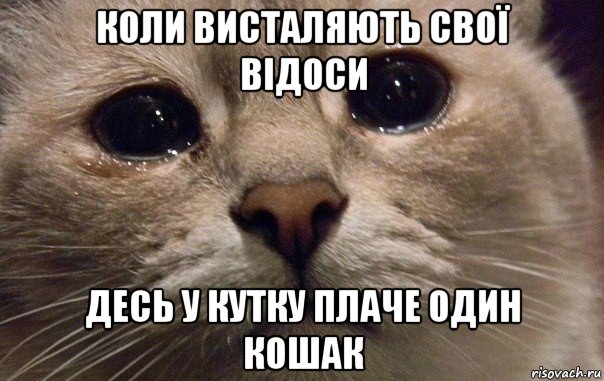 коли висталяють свої відоси десь у кутку плаче один кошак, Мем   В мире грустит один котик