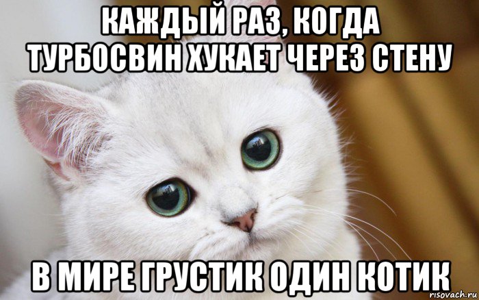 каждый раз, когда турбосвин хукает через стену в мире грустик один котик, Мем  В мире грустит один котик