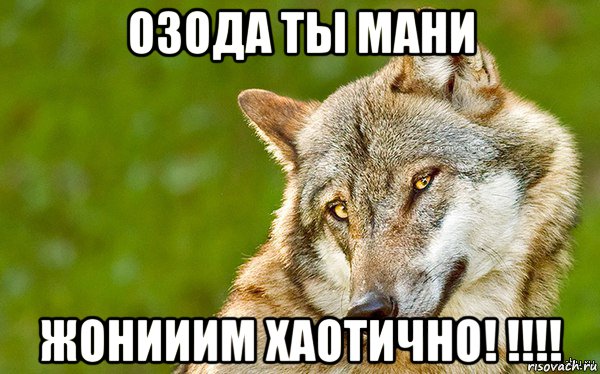 озода ты мани жонииим хаотично! !!!!, Мем   Volf