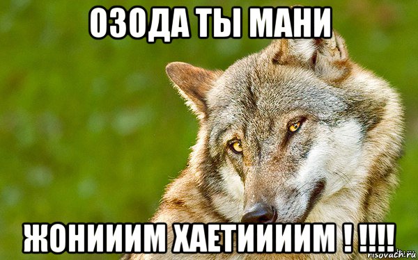 озода ты мани жонииим хаетиииим ! !!!!, Мем   Volf