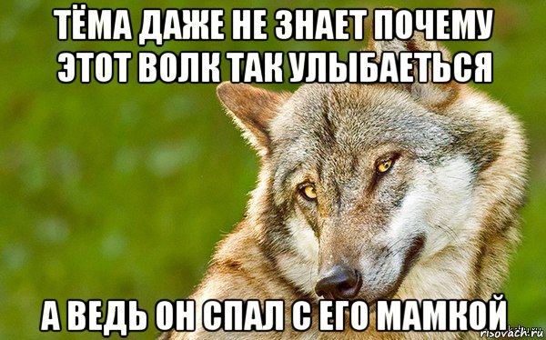 тёма даже не знает почему этот волк так улыбаеться а ведь он спал с его мамкой, Мем   Volf