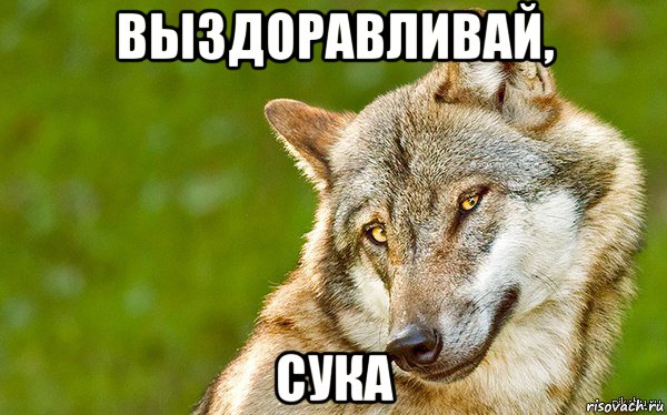 выздоравливай, сука, Мем   Volf