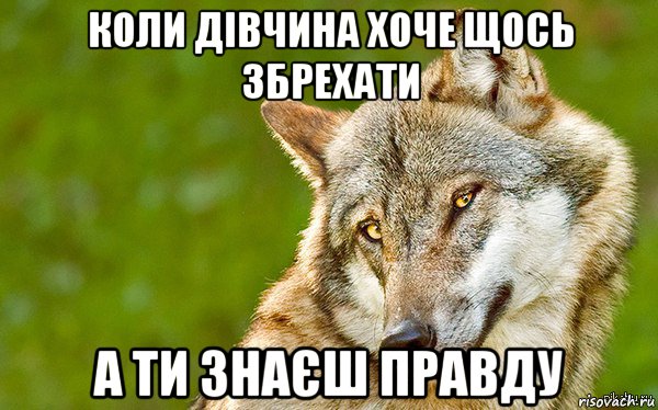 коли дівчина хоче щось збрехати а ти знаєш правду, Мем   Volf