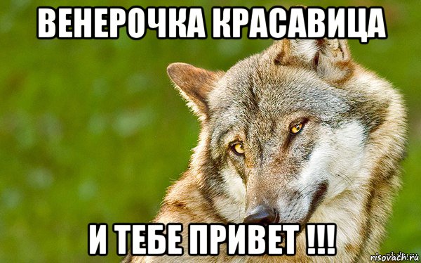 венерочка красавица и тебе привет !!!, Мем   Volf