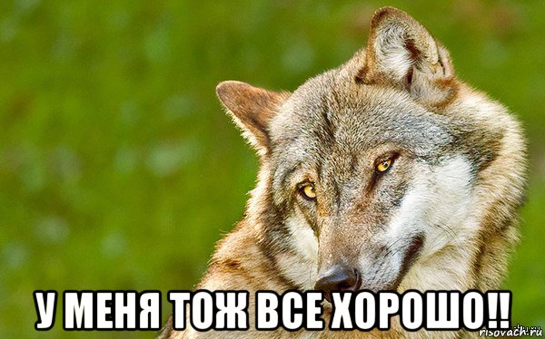  у меня тож все хорошо!!, Мем   Volf