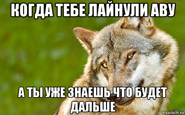 когда тебе лайнули аву а ты уже знаешь что будет дальше, Мем   Volf