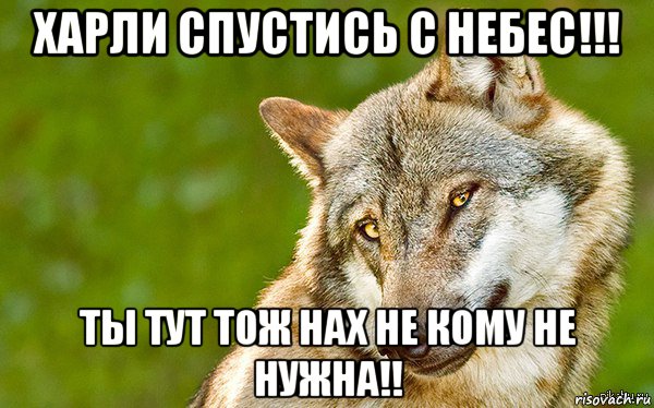 харли спустись с небес!!! ты тут тож нах не кому не нужна!!, Мем   Volf