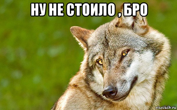 ну не стоило , бро , Мем   Volf