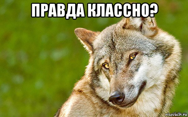 правда классно? , Мем   Volf