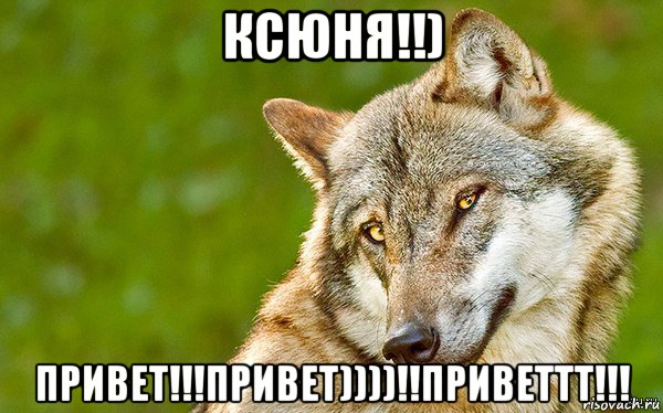 ксюня!!) привет!!!привет))))!!приветтт!!!, Мем   Volf