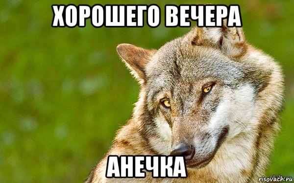 хорошего вечера анечка, Мем   Volf