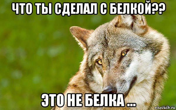 что ты сделал с белкой?? это не белка ..., Мем   Volf