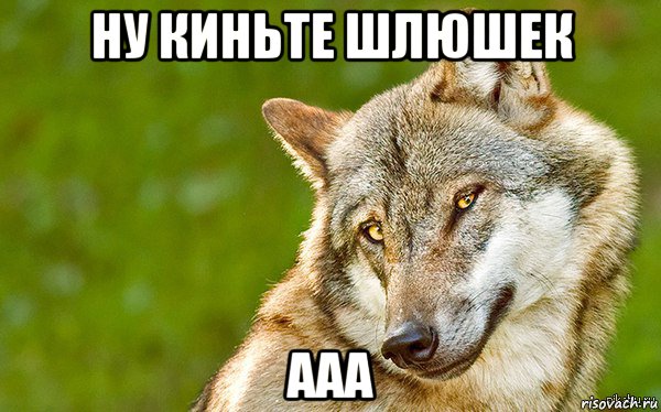 ну киньте шлюшек ааа, Мем   Volf