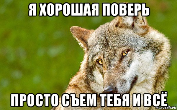 я хорошая поверь просто съем тебя и всё, Мем   Volf