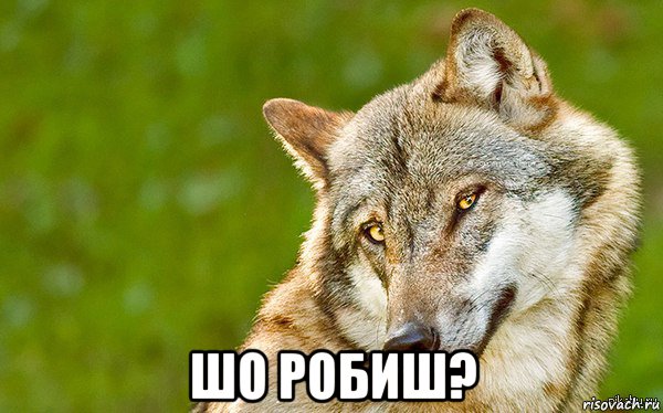  шо робиш?, Мем   Volf