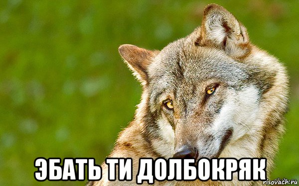  эбать ти долбокряк, Мем   Volf