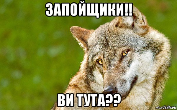 запойщики!! ви тута??, Мем   Volf