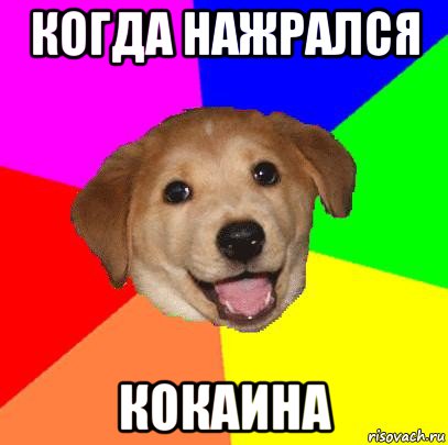 когда нажрался кокаина, Мем Advice Dog