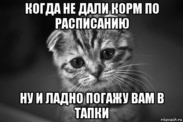 когда не дали корм по расписанию ну и ладно погажу вам в тапки