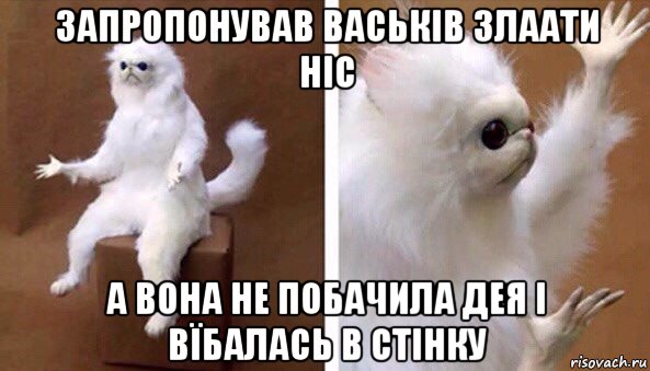 запропонував васьків злаати ніс а вона не побачила дея і вїбалась в стінку, Мем Чучело кота