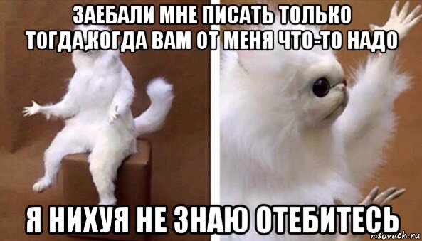 заебали мне писать только тогда,когда вам от меня что-то надо я нихуя не знаю отебитесь, Мем Чучело кота