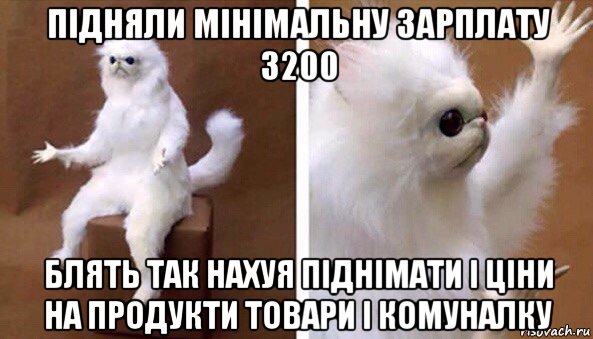 підняли мінімальну зарплату 3200 блять так нахуя піднімати і ціни на продукти товари і комуналку, Мем Чучело кота