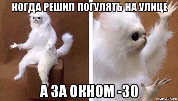 когда решил погулять на улице а за окном -30, Мем Чучело кота