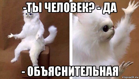 -ты человек? - да - объяснительная, Мем Чучело кота