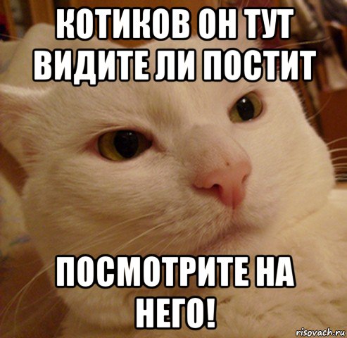 котиков он тут видите ли постит посмотрите на него!, Мем Дерзкий котэ