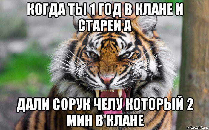 когда ты 1 год в клане и стареи а дали сорук челу который 2 мин в клане, Мем ДЕРЗКИЙ ТИГР