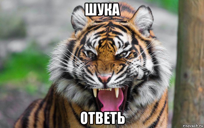 шука ответь, Мем ДЕРЗКИЙ ТИГР