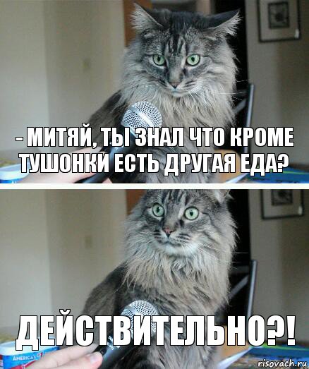 - Митяй, ты знал что кроме тушонки есть другая еда? ДЕЙСТВИТЕЛЬНО?!, Комикс  кот с микрофоном