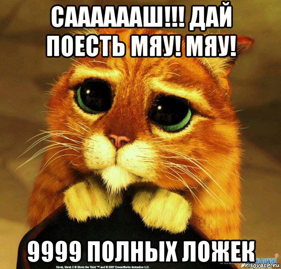 сааааааш!!! дай поесть мяу! мяу! 9999 полных ложек, Мем Котик из Шрека