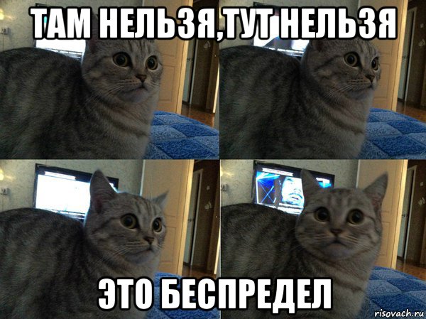 там нельзя,тут нельзя это беспредел, Мем  Кот в шоке