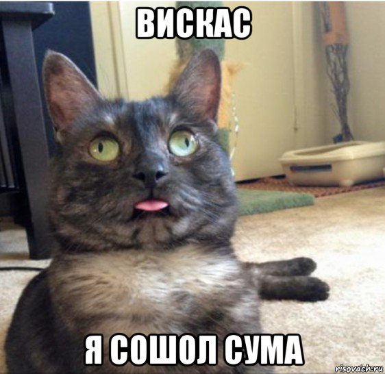 вискас я сошол сума, Мем   Кот завис