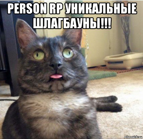 person rp уникальные шлагбауны!!! , Мем   Кот завис